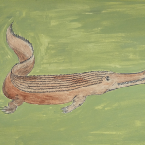 Saltwater Crocodile